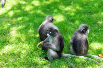 Dusky Langur monkey on ground