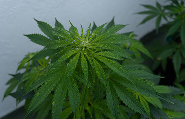 Medical marijuana plant outdoors after rain, green leaves with transparent water drops. Legal medical marijuana theme.