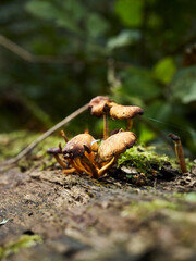 A cluster of web cap fungi on a moss covered fallen log, with strands of spider silk connecting them and the undergrowth of the urban woodland behind.