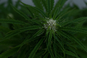Medical marijuana plant outdoors after rain, green leaves with transparent water drops. Legal medical marijuana theme.