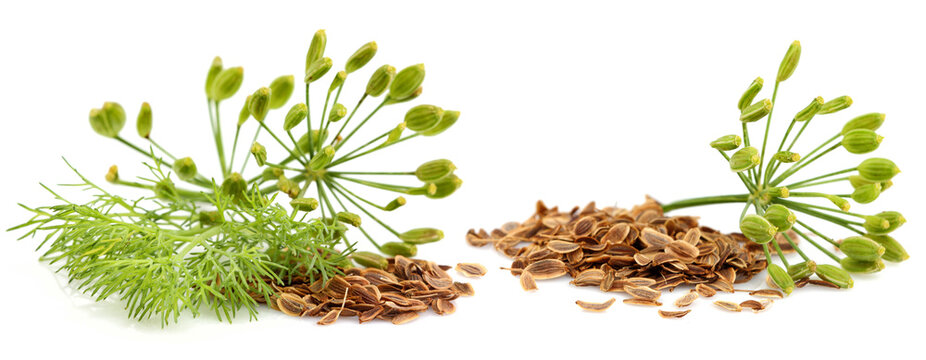 Fresh fennel with dill seeds isolated on white.