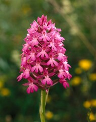 pyramidal orchis, anacamptis pyramidalis, orchid, orchids, orchidaceae, flower, flowering, plant, nature, vegetation, botany, 
