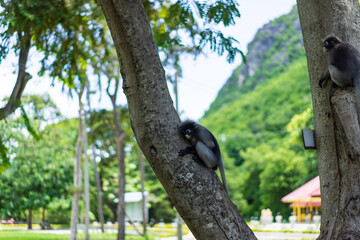 Dusky Langur family on tree in Thailand. it's similar monkey