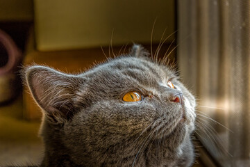 British Shorthair 2