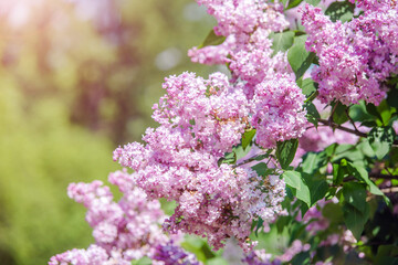 Pink lilac blooms in the Botanical garden
