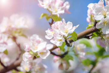 Obraz premium appletree blossom branch in the garden in spring 
