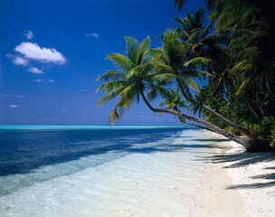 palm beach, ocean, palm island, detail, beach, sandy beach, palms, dream beach, deserted, nature, landscape, idyll, holiday, 