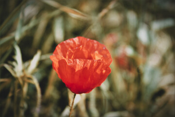 Obraz premium Tulipano rosso con sfondo sfocato