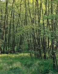 alder forest, spring, forest, trees, deciduous trees, alders, season, nature, vegetation, 
