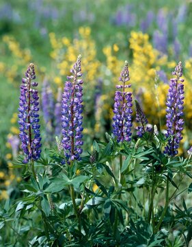 lupines, lupinus spec., forest edge, plants, nature, vegetation, botany, flowers, blooming, lupine, purple, lilac, papilionaceous plants, fabaceae, field flowers, 