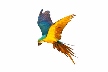 Fototapeta premium Colorful macaw parrot flying isolated on white