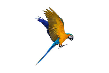 Colorful macaw parrot flying isolated on white