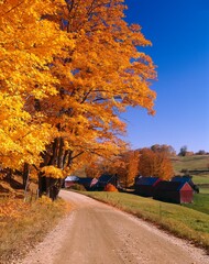 usa, vermont, home, autumnal, maple, trees, discoloured, 