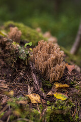 Tubular poisonous dangerous mushrooms growing in the autumn forest