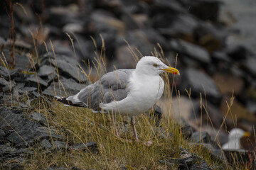 White and Gray Seagull (Larus Argentatus) standing on a rock