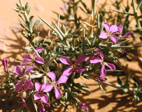 sahara, desert plant, tadrat, zilla spinosa, africa, desert, drought, aridity, nature, vegetation, plant, plants, shrub, thorns, thorny, flowers, cruciferae, brassicaceae, 