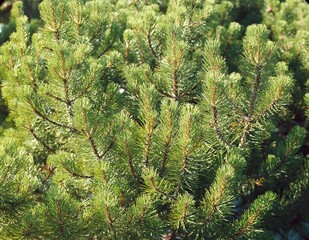 mountain pine, pinus mugo, detail, 