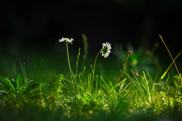 White daisy flowers (Bellis perennis) in the sun in the grass 