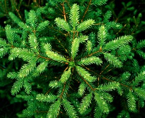 spruce, picea spec., detail, shoots, pine family, conifer, plant, tree, nature, forest, green, 
