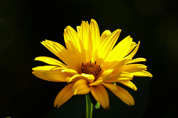 Yellow flower (Heliopsis helianthoides) on a black background