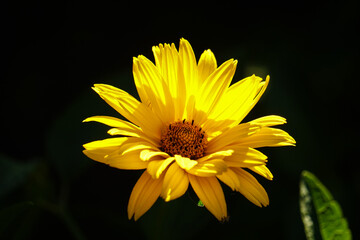 Yellow flower (Heliopsis helianthoides) on a black background - obrazy, fototapety, plakaty