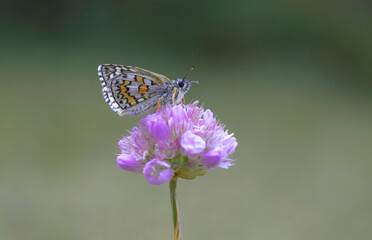 Yellow Banded Hoppy butterfly - Pyrgus sidae