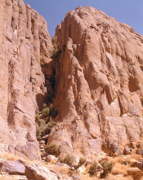 Algeria, Hoggar Mountains, Crevice, Olive Trees, 