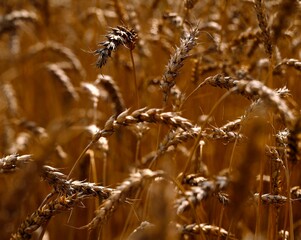 Obraz premium grain field, wheat, detail, ears, wheat ears, wheat cultivation, grain, agriculture, economy, wheat field, cultivation, cereal cultivation, cereal variety, plants, crops, outside, 