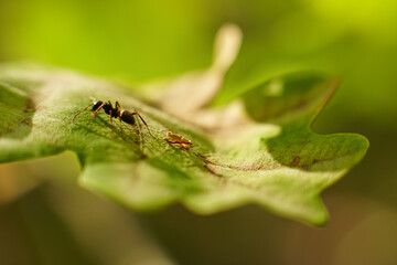 Lonely black ant (Lasius Niger) on a oak leaf (Quercus) in sunset light - obrazy, fototapety, plakaty