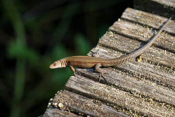 A brown lizard (Lacerta agilis) basking in the sun on the bridge