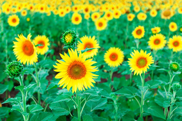 Sunflower Field In Summer . Yellow agricultural cultivated flowers