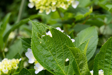 虫に食われて穴の開いた紫陽花の葉