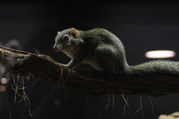 Obraz premium tree shrew sitting on a branch