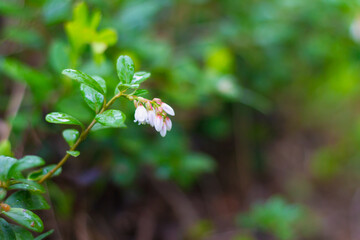 White flowers of wild cranberry berries in the spring in the forest