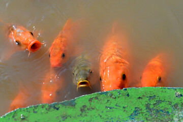 Koi Fish swim in pond. Fancy Carp or Koi Fish are red, orange. Top view. Red carp in the pond, Koi. In Asian culture and customs, it represents the mascot of good luck.