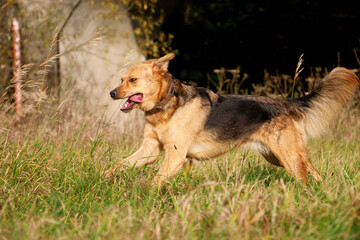 beautiful mixed german shepherd dog is running on a field