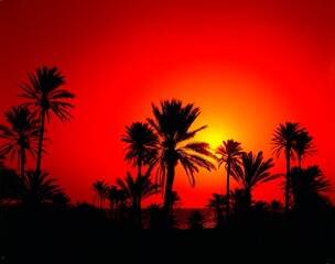 Fototapeta premium africa, tunisia, date palms, morning sun, north africa, south of djerba, palm trees, plants, vegetation, morning, morning light, sunrise, morning mood, mood, nature, landscape, 