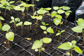 Close-up to plants in nursery tray