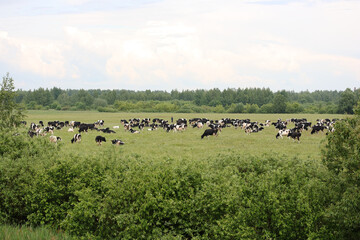A herd of cows grazes in a meadow at the edge of the forest on a sunny summer day