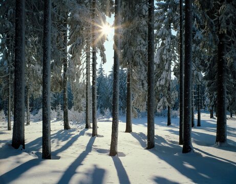 forest, winter, backlight, winter forest, coniferous forest, coniferous trees, sun, trees, snow, snowy, season, 