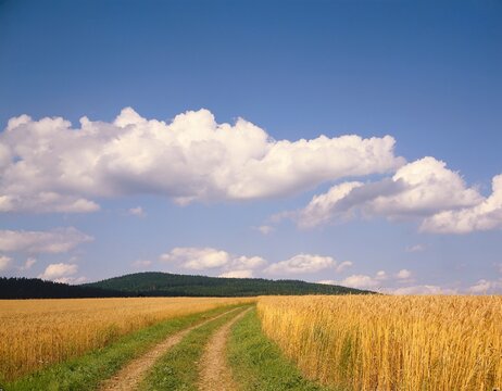 field path in summer, hgr. forest, cornfield, cloudy sky, hills, summer, 