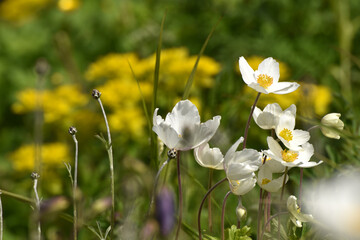 Alpenmohn