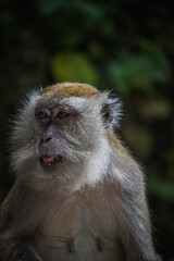 Asian Macaques in Batu Caves in Malaysia 