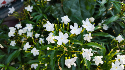 A bunch of Gardenia Crape Jasmine blooms challenge the covid-19 