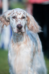 English Setter dog show portrait