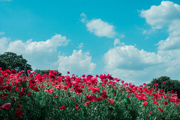 シャーレーポピー