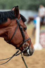 Portrait of a beautiful chestnut sport horse in show jumping competition close-up..