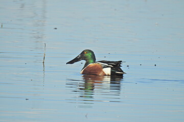 A male Northern shoveler foraging for aquatic plants and invertebrates in the shallow waters of the Merced National Wildlife Refuge, in the northern San Joaquin Valley, California.