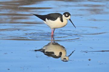 A black-necked Stilt wading in the shallows in search of aquatic invertebrates, at the Merced National Wildlife Refuge, in the northern San Joaquin Valley, California.