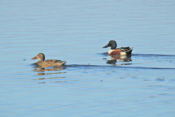 A pair of Northern shovelers, male and female, swimming in the waters of the Merced National...